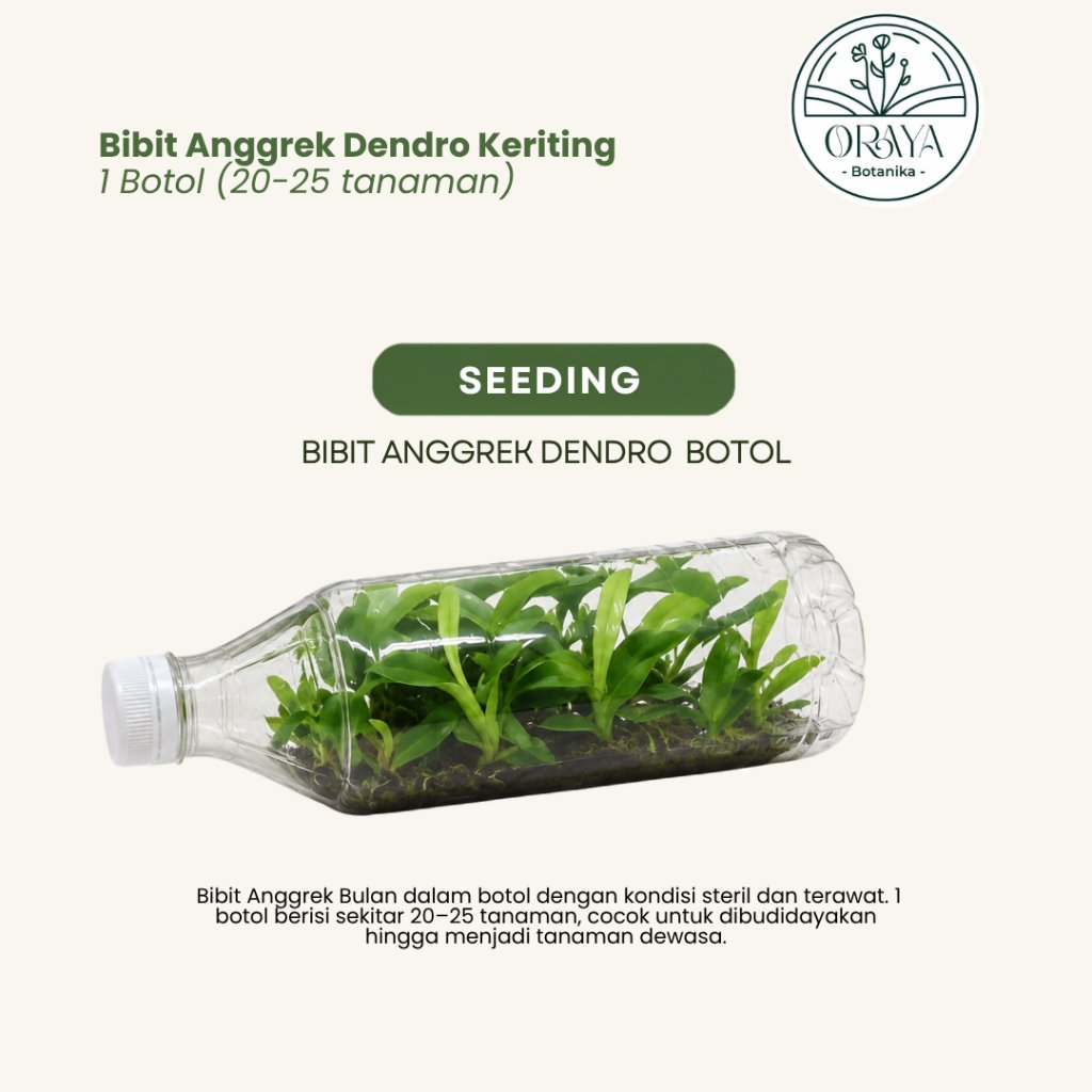 ORAYABOTANIKA | Bibit Anggrek Dendro Keriting | Seedling Anggrek Botol