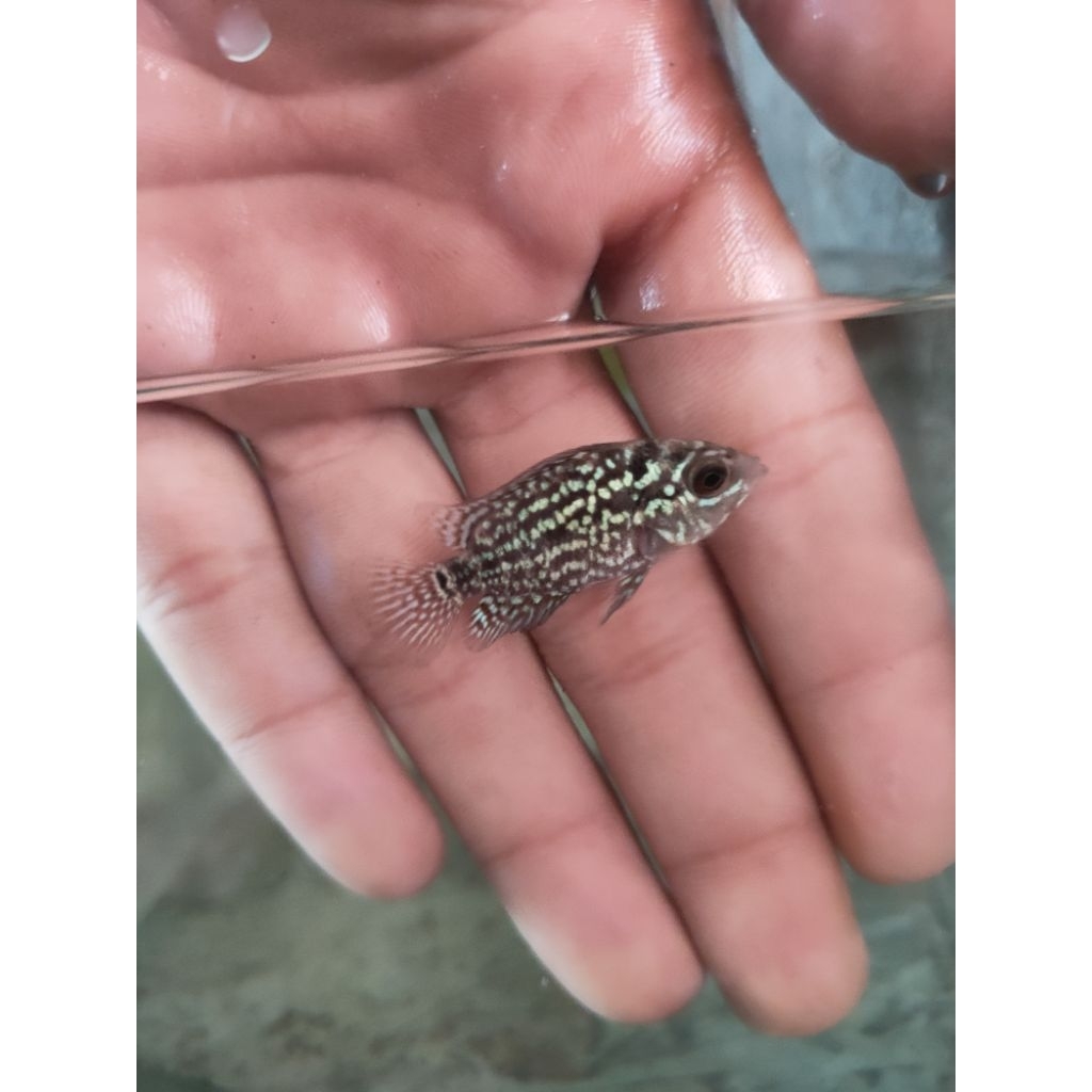 Burayak Louhan Gb cencu gen thailand 2-4 Cm