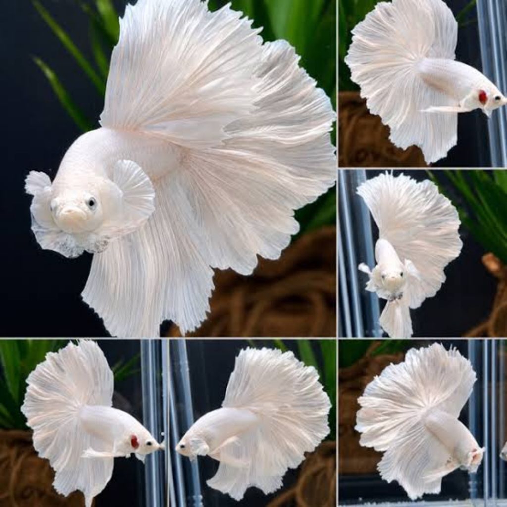 cupang Halfmoon dumbo ear Big size L