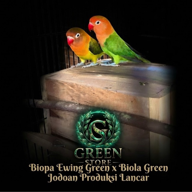 LOVEBIRD JODOAN PRODUKSI( BIOLA EWING GREEN X BIOLA GREEN) PENGIRIMAN INSTANT
