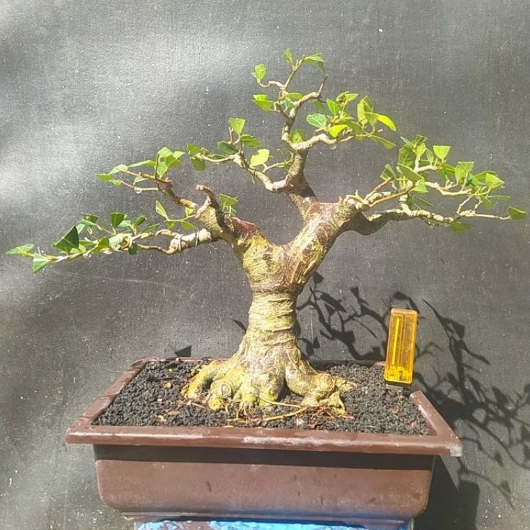 bonsai ficus amplas / ramplas putih prokar cakep realpict + potnya bogel karakter