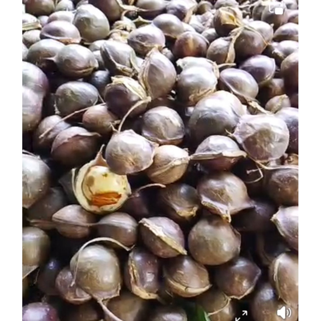 

jengkol tua 1 kg 25000