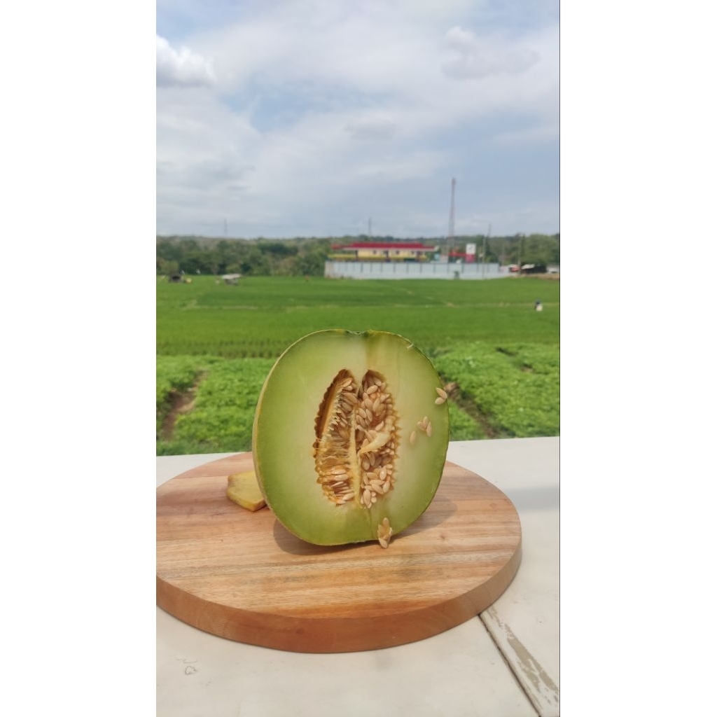 

Satara Melon madu segar manis langsunh dari kebunnya