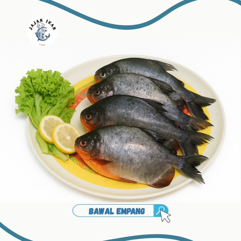 

Ikan Bawal Empang [JAJAN IKAN] Bawal empang segar 1kg