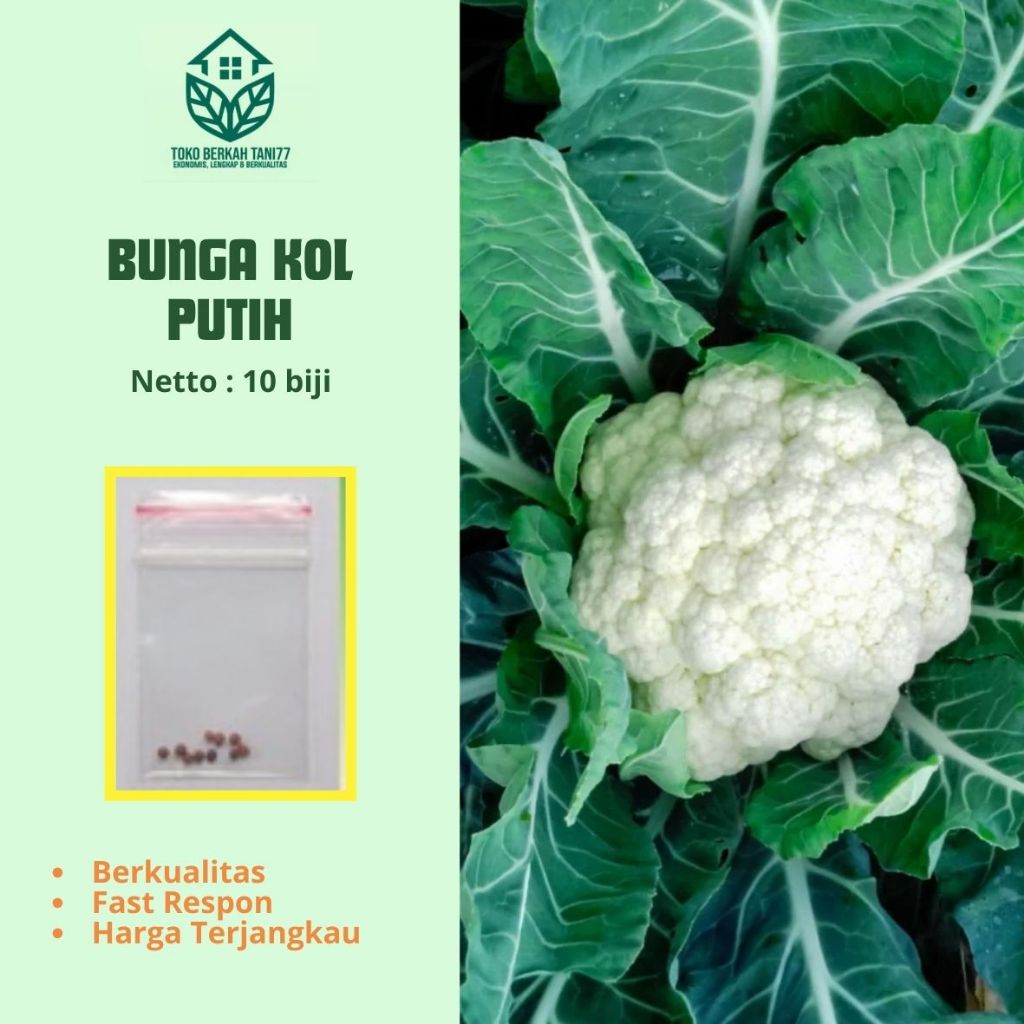 Bibit Bunga Kol Putih Benih Bibit Bunga Kol Putih Kembang Kol Putih Dataran Rendah- Tinggi