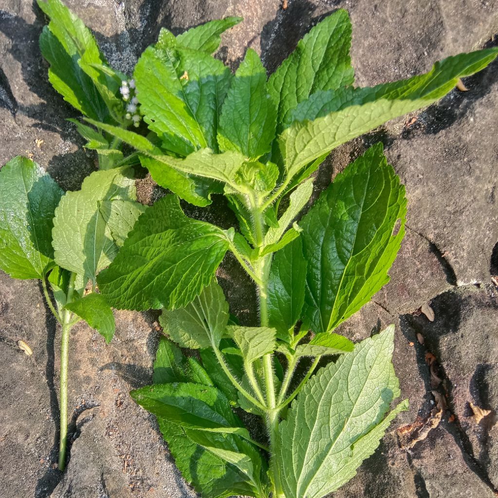 

DAUN BANDOTAN SEGAR 1KG MURAH, OBAT HERBAL, OBAT RADISIONAL, OBAT ALAMI