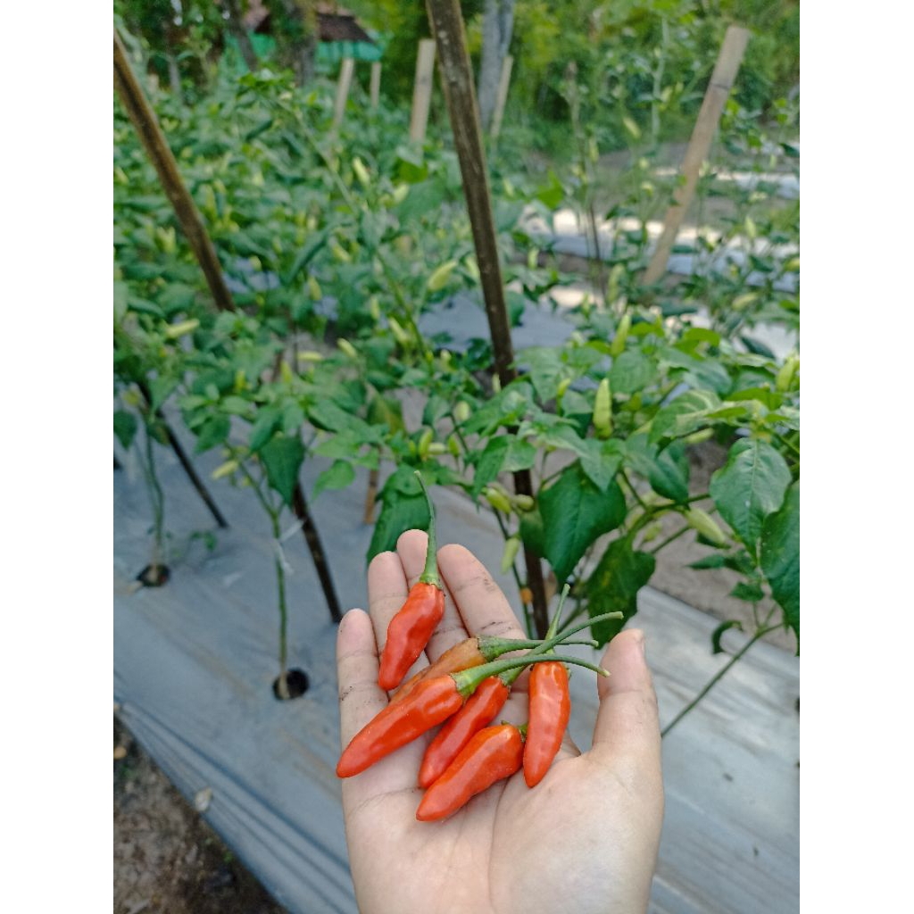 

Cabai rawit segar berat 1 kg