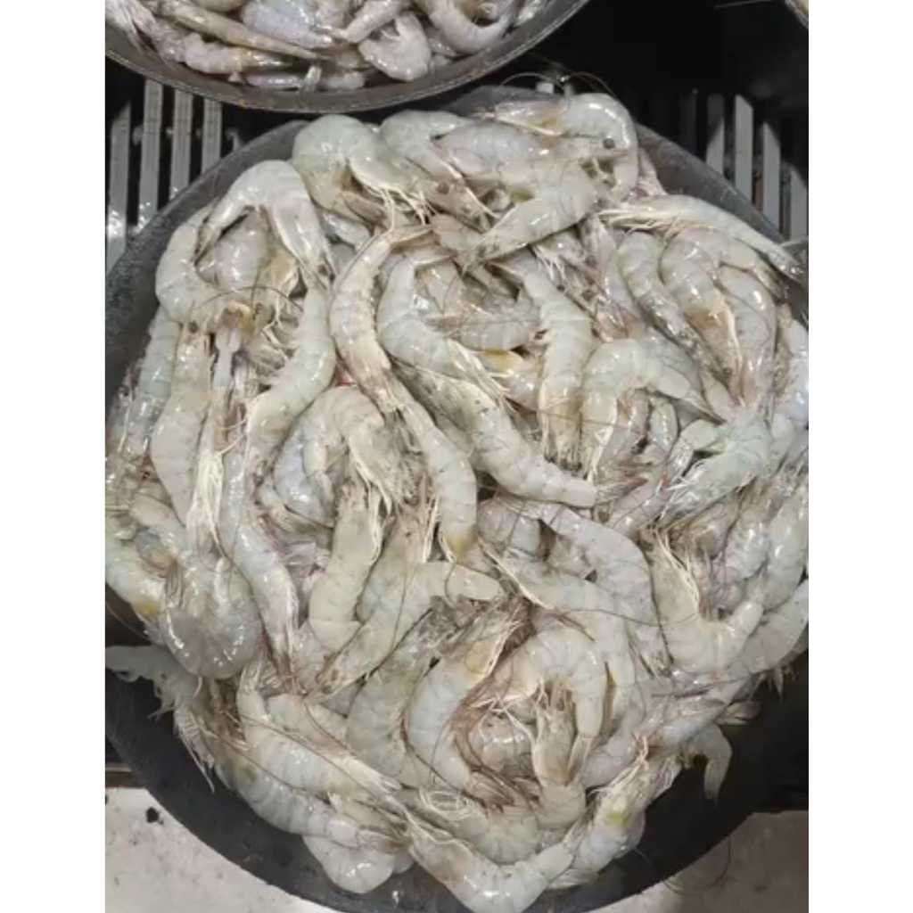 

Udang Vaname Segar Ukuran Besar – 1 Kg (50-60 Ekor)