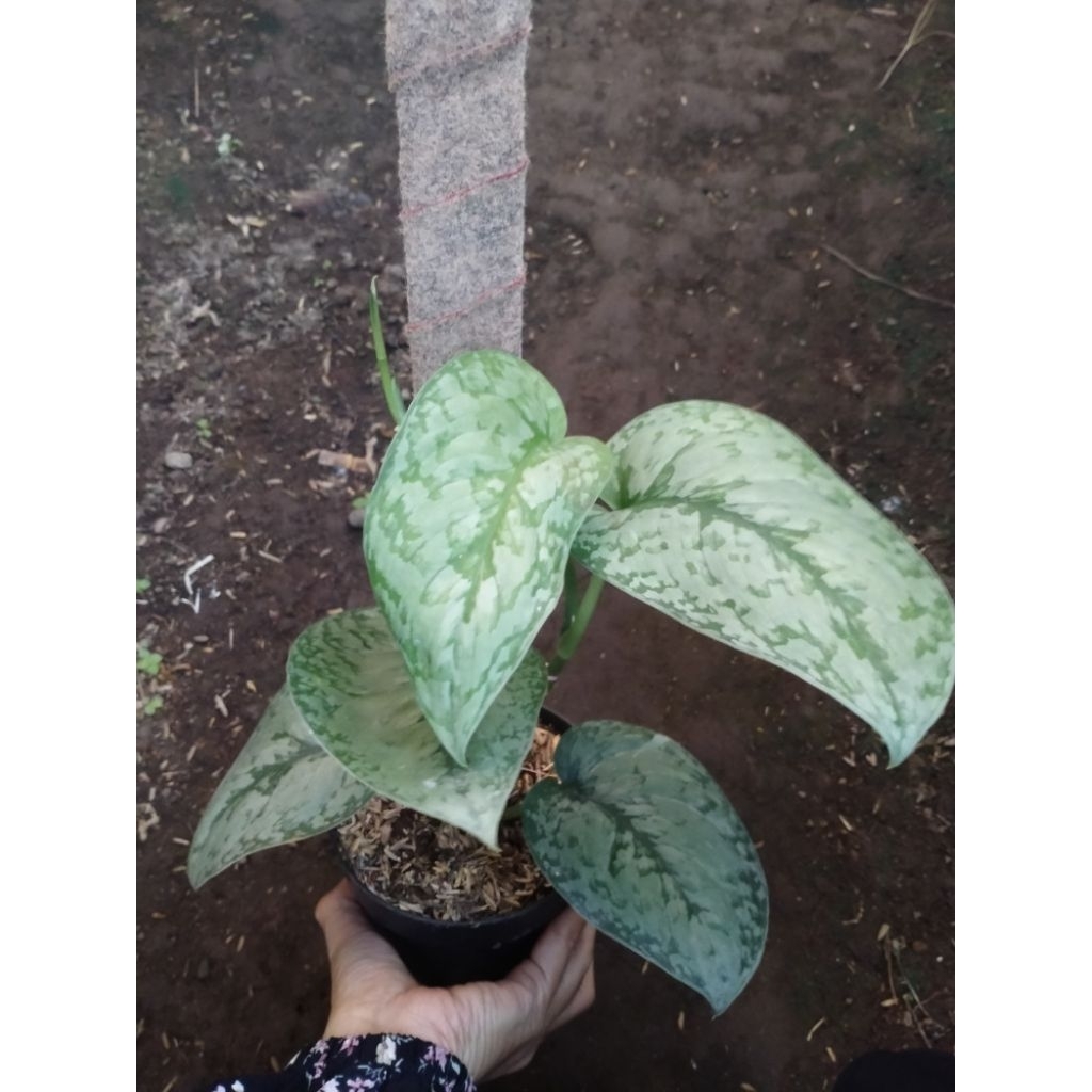 scindapsus silver cloud/ tanaman hias