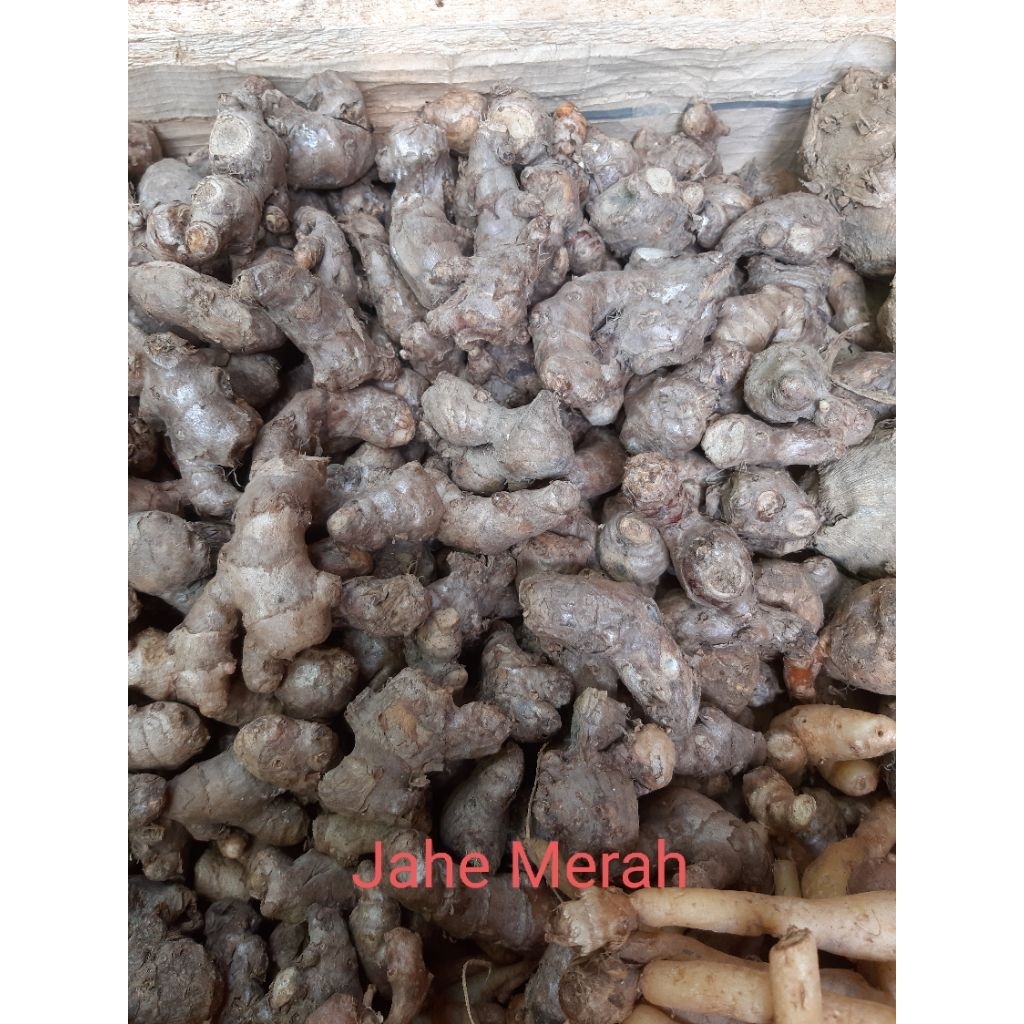 

JAHE MERAH / JAHE EMPRIT / JAHE GAJAH 500 GR