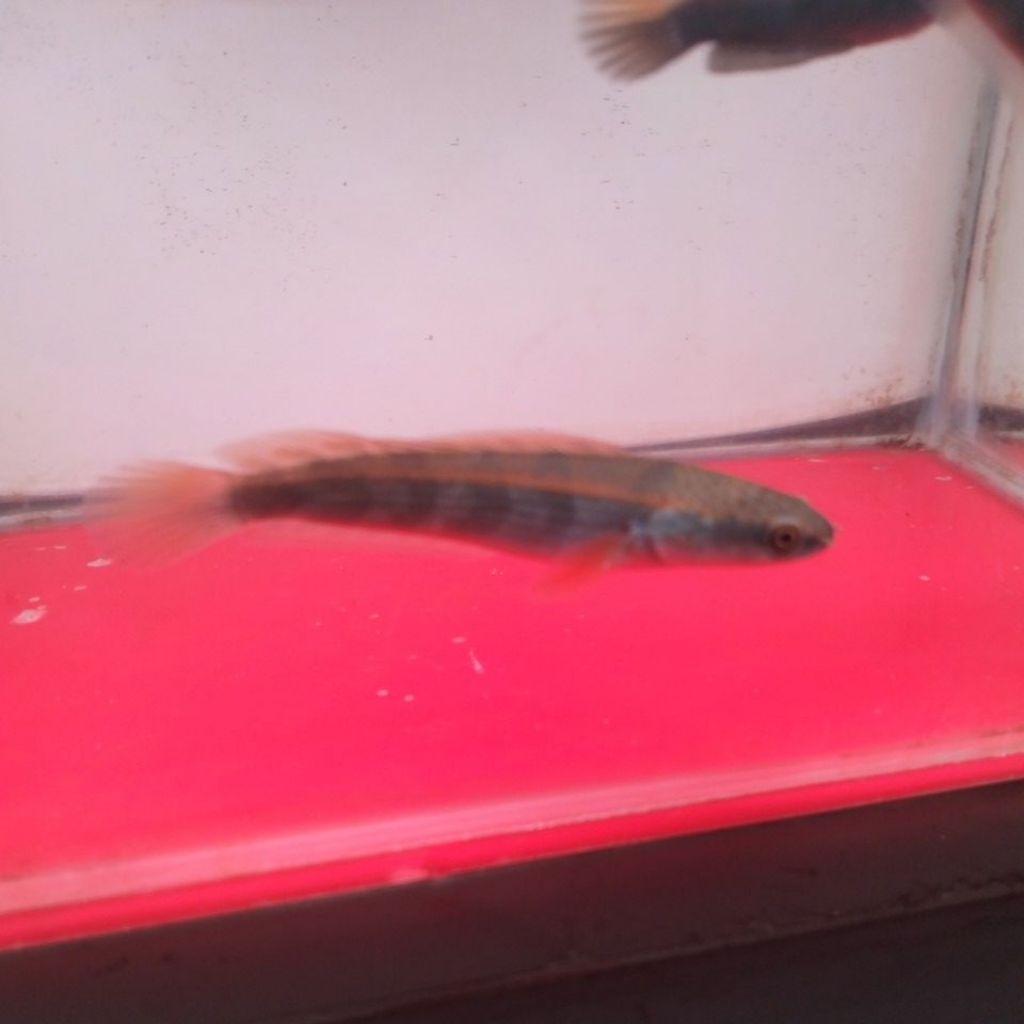 Red Barito ±4-5cm SIMET Grade A+++