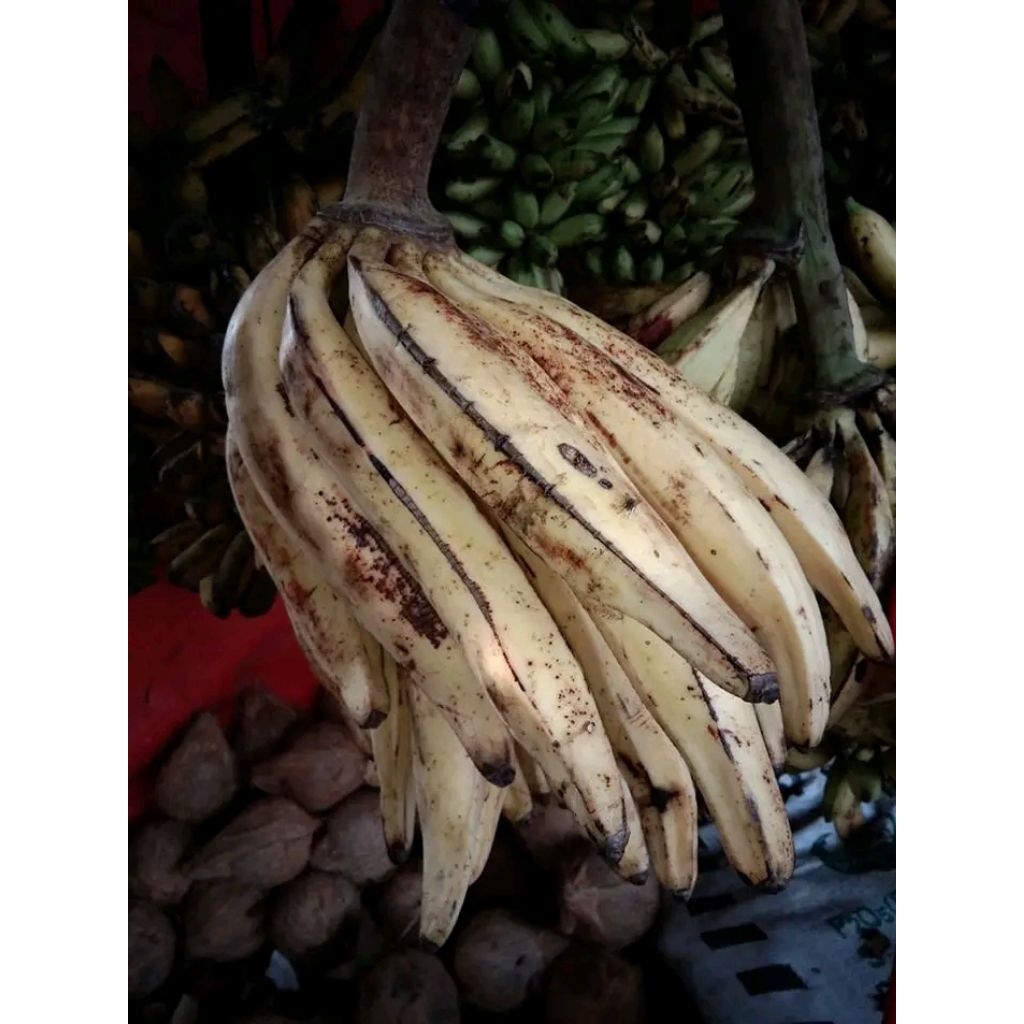 

pisang tanduk per biji