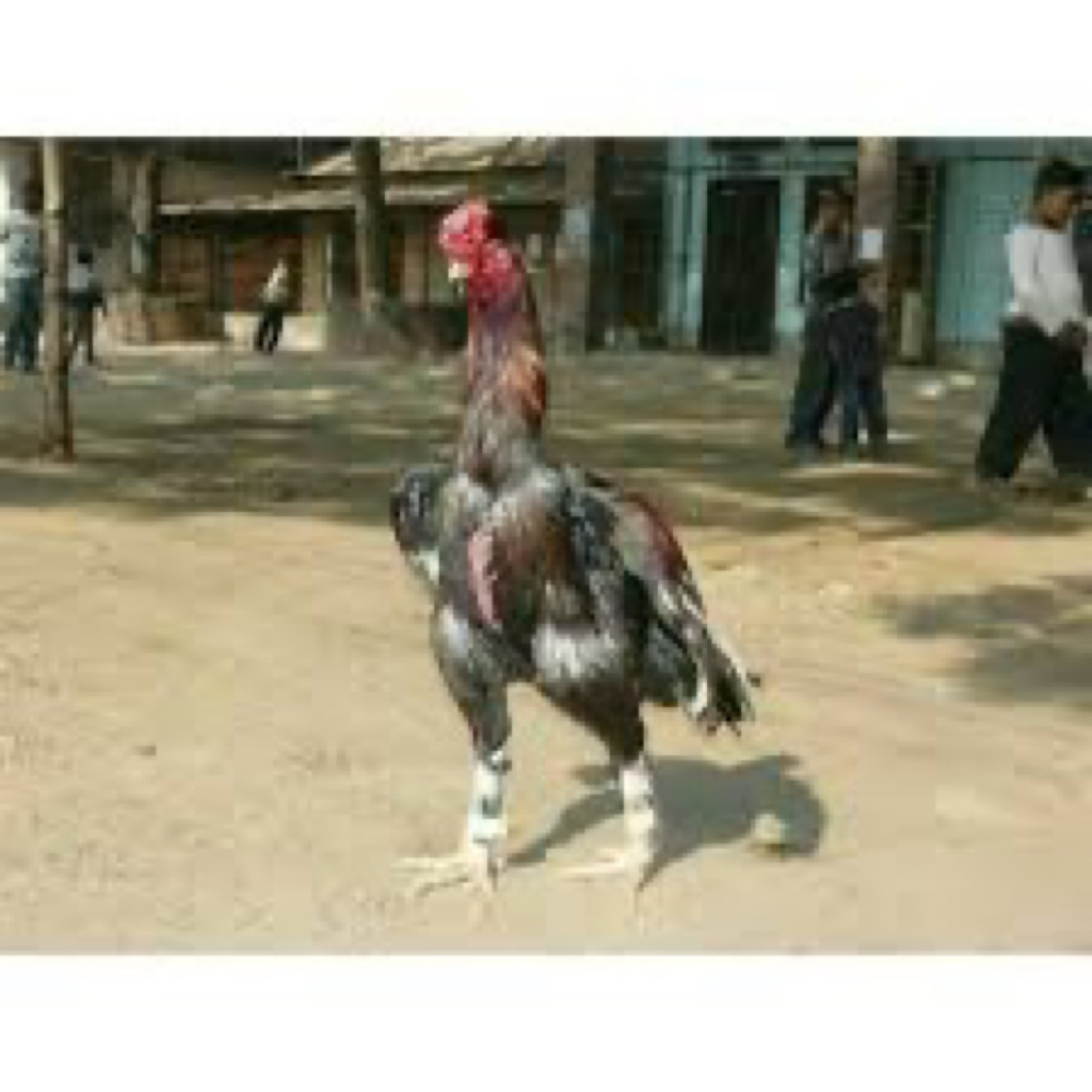 

TELUR FERTIL AYAM GODZILA UNTUK DITETASKAN