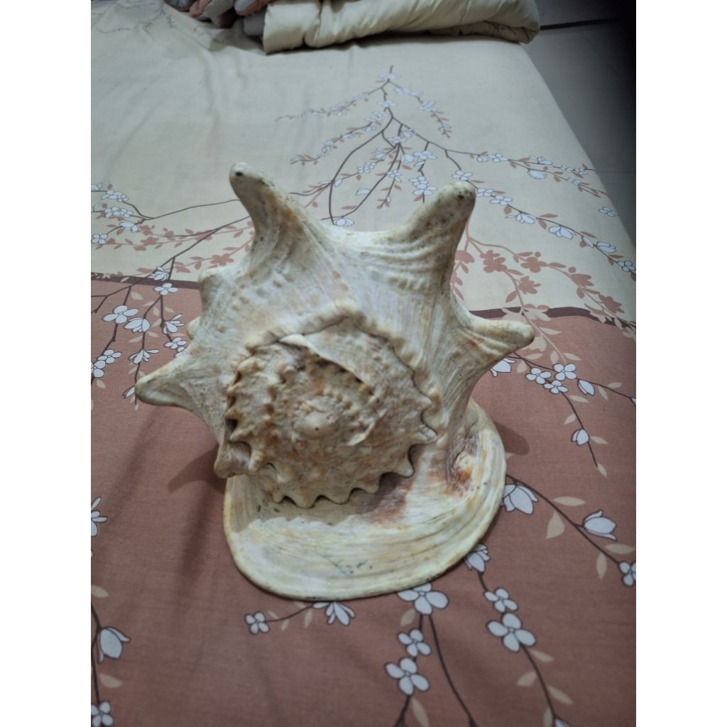 

Keong laut untuk Hiasan rumah Limited edition Barang terawat Pemakaian pribadi