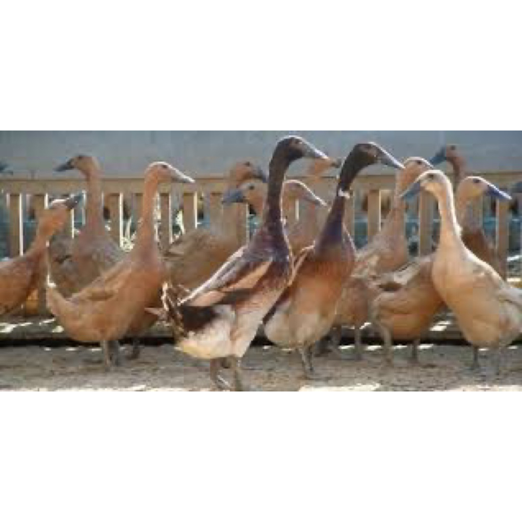 TELUR FERTIL BEBEK MOJOSARI UNTUK DITETASKAN