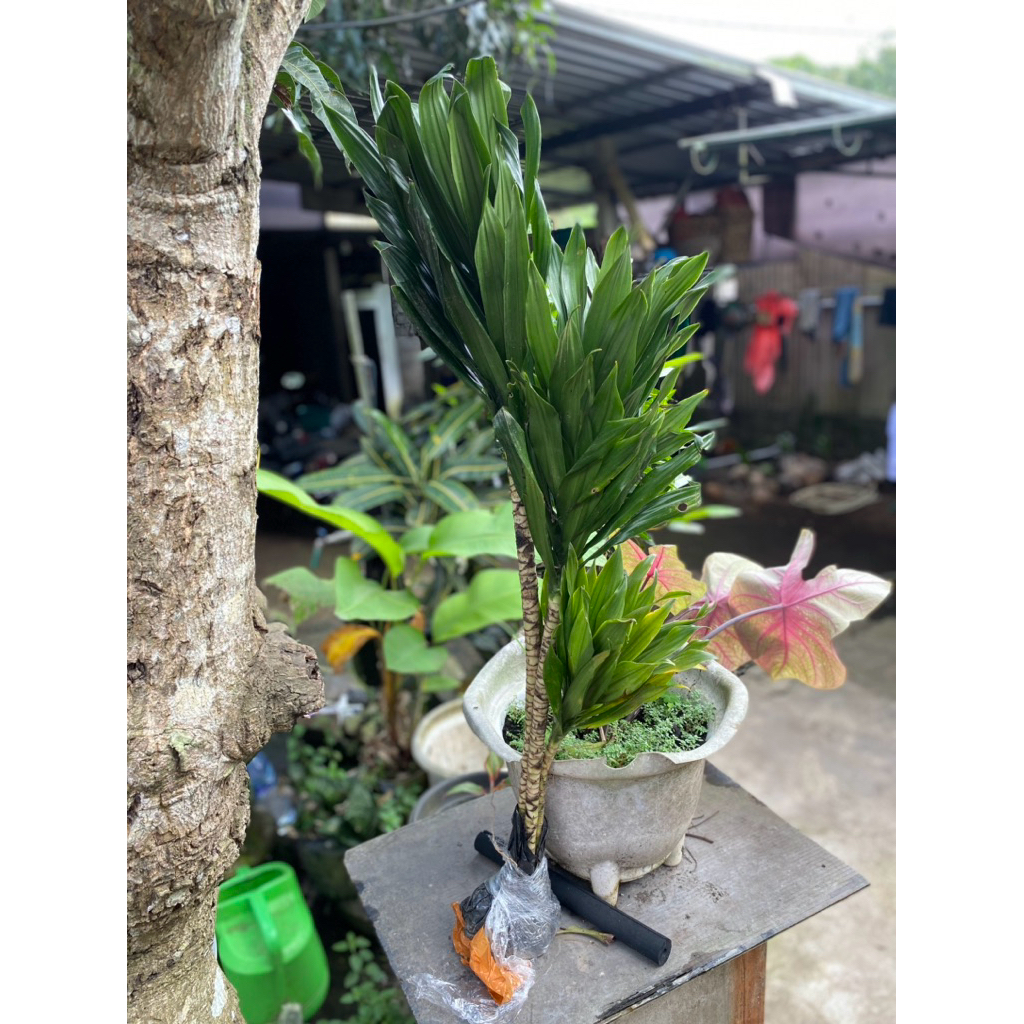 Paket 3 Tanaman Hias Dracaena Compacta / Janet Craig