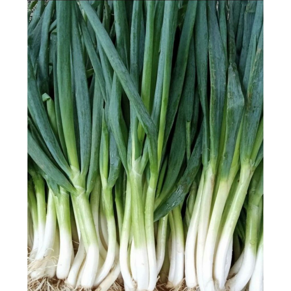 

daun bawang seledri per ikat