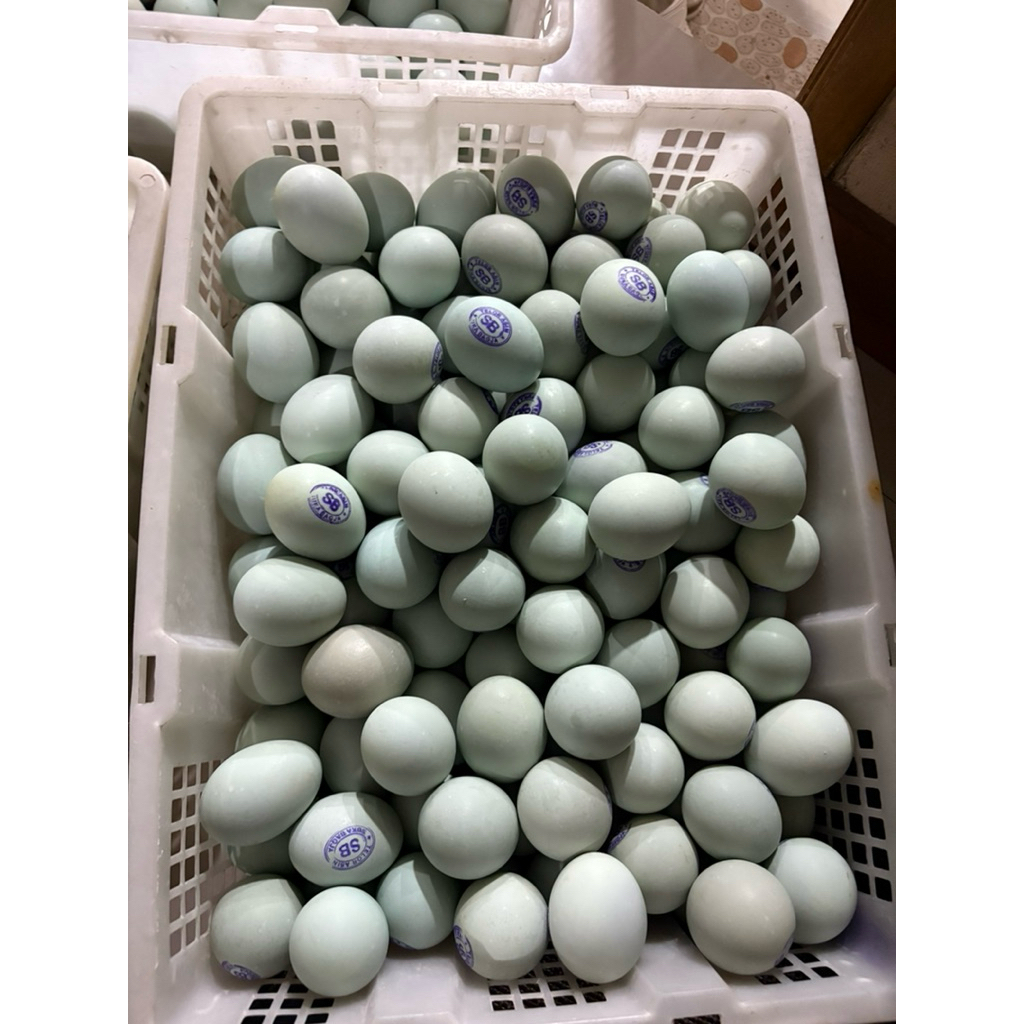

telur asin telur bebek asli isi 10 butir