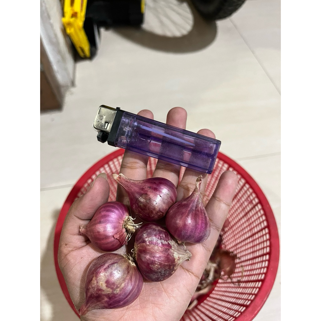 

Bawang Merah Brebes Super