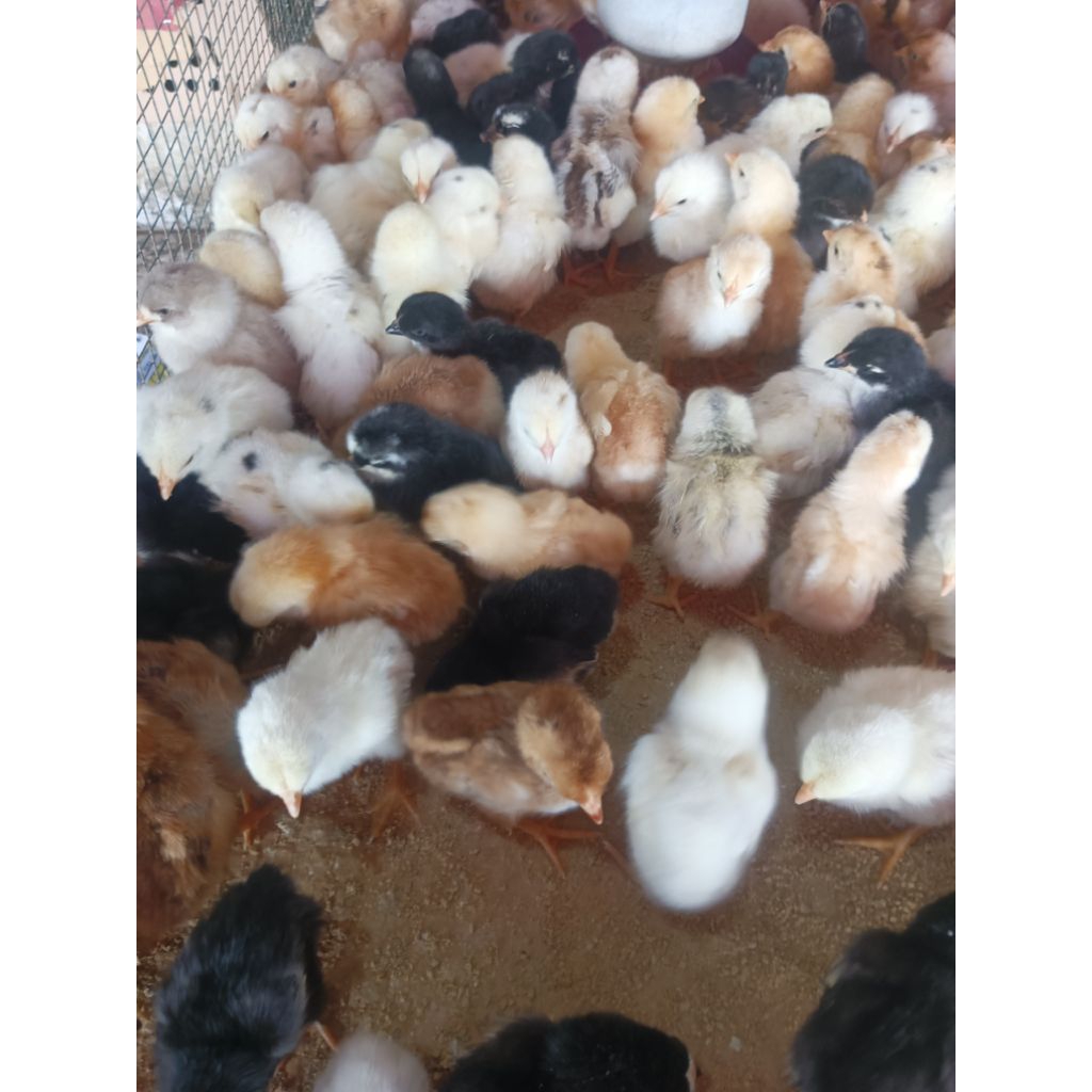 

Ayam Kampung Joper ASLI ( Sudah Vaksin Awal ) Pesan 15 Free 1 Ekor - Doc Joper - Ayam Kampung Joper