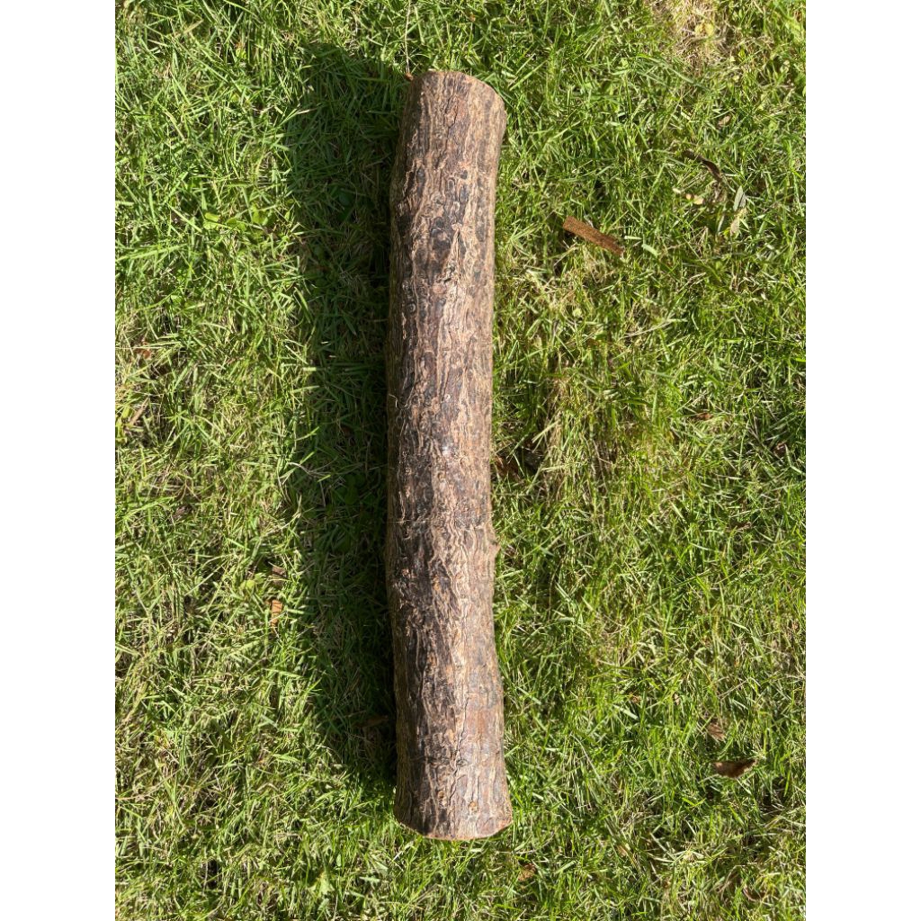 kayu dewandaru asli Karimunjawa