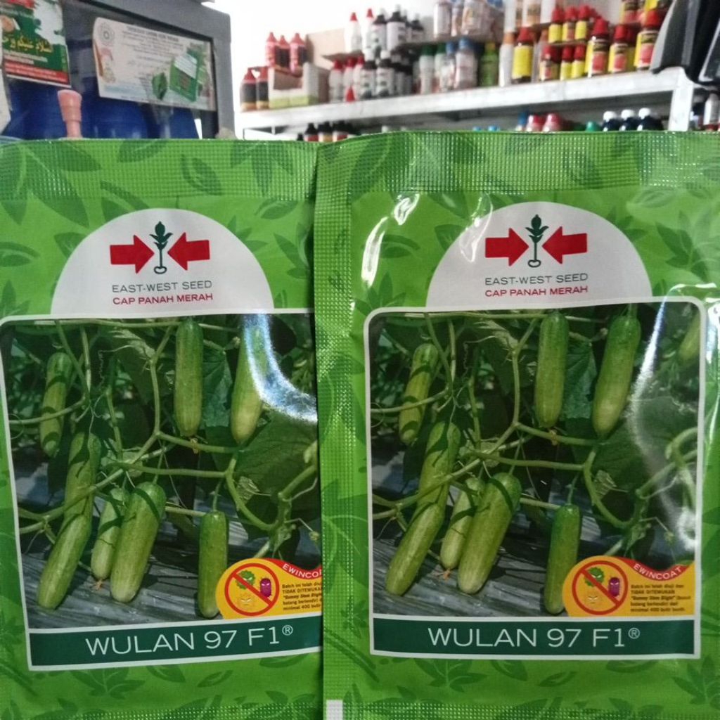 Bibit timun WULAN 97 F1 800btr TERBARU