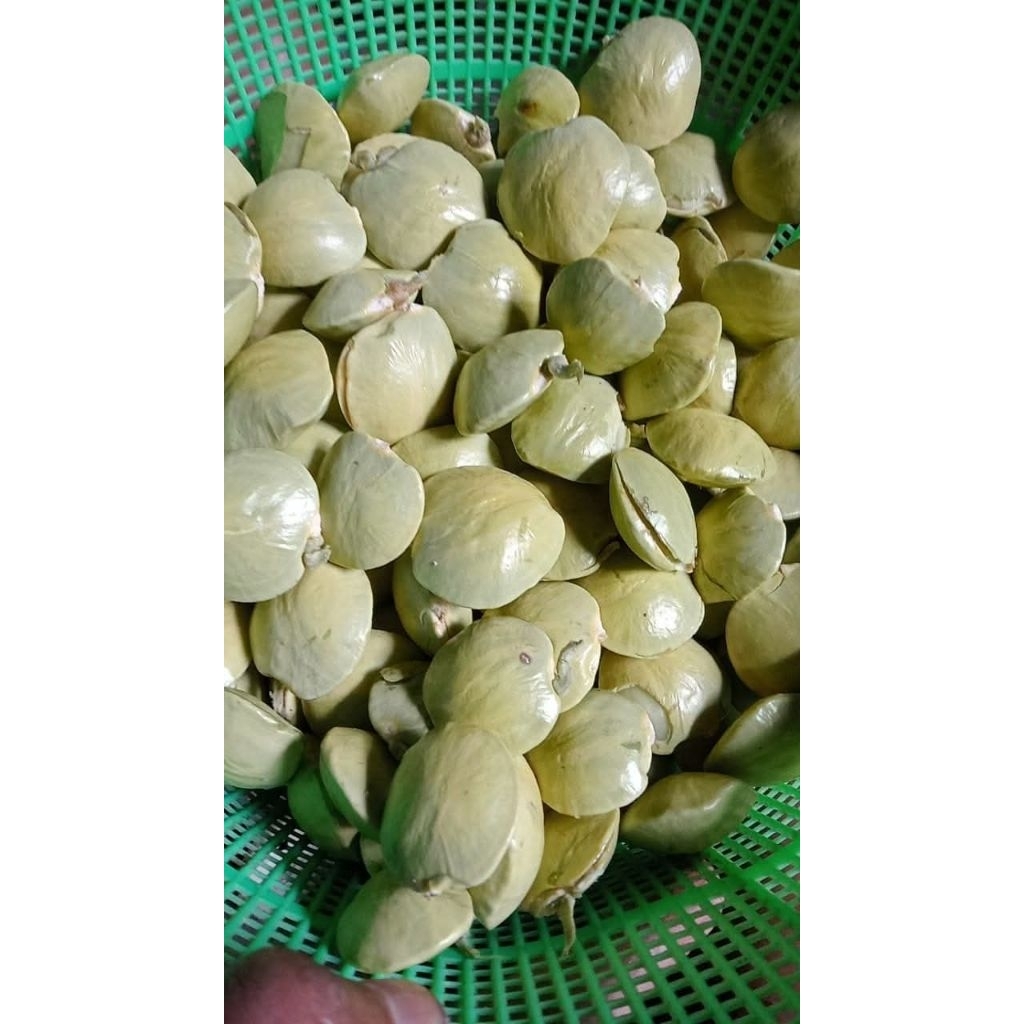 

jengkol muda , jengkol lalap