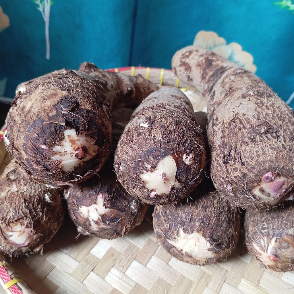 

Umbi talas kimpul pulen segar berat 1kg