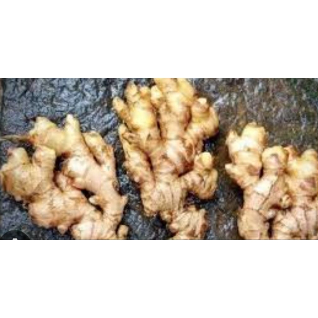 jahe emperit 1 kg jahe emperit segar 1 kg