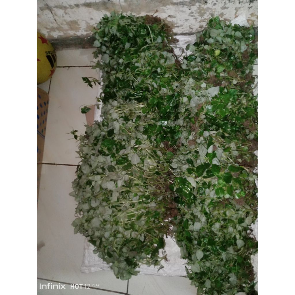 

promo daun sirih cina segar 500 gram