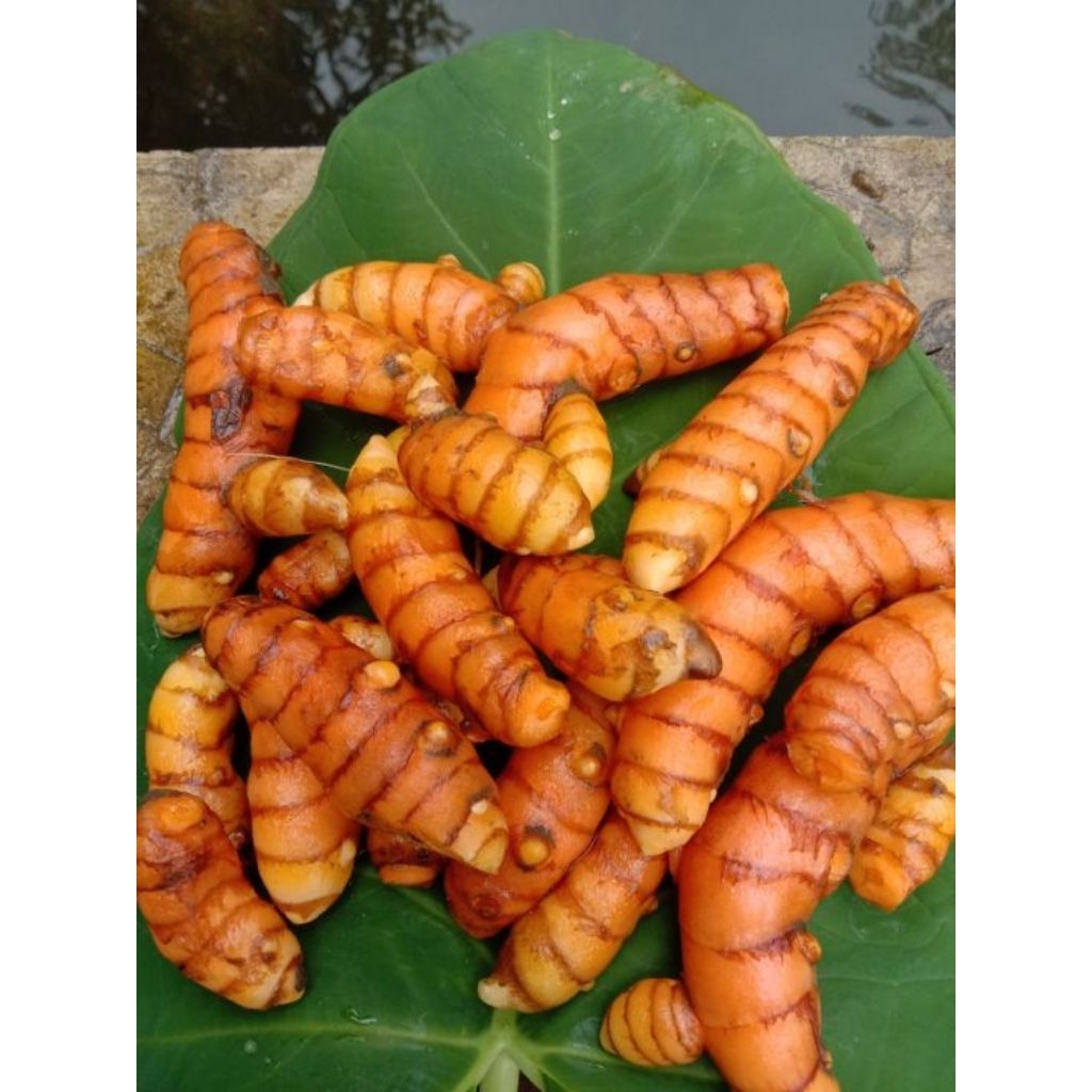 

kunyit segar asli pilihan- Rempah Dapur, jamu tradisional, herbal alami