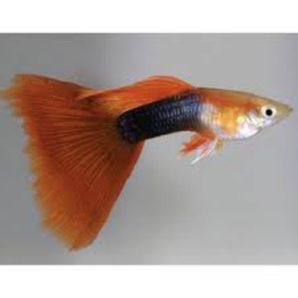 lukisan Guppy HB red
