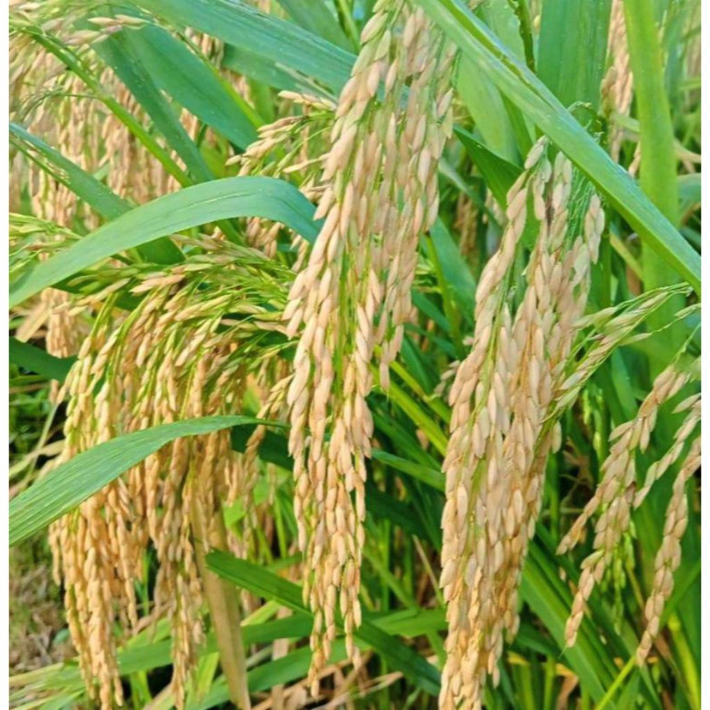 BENIH PADI 2 TONGKOL KEMASAN 5KG KUALITAS SUPER UNGGUL