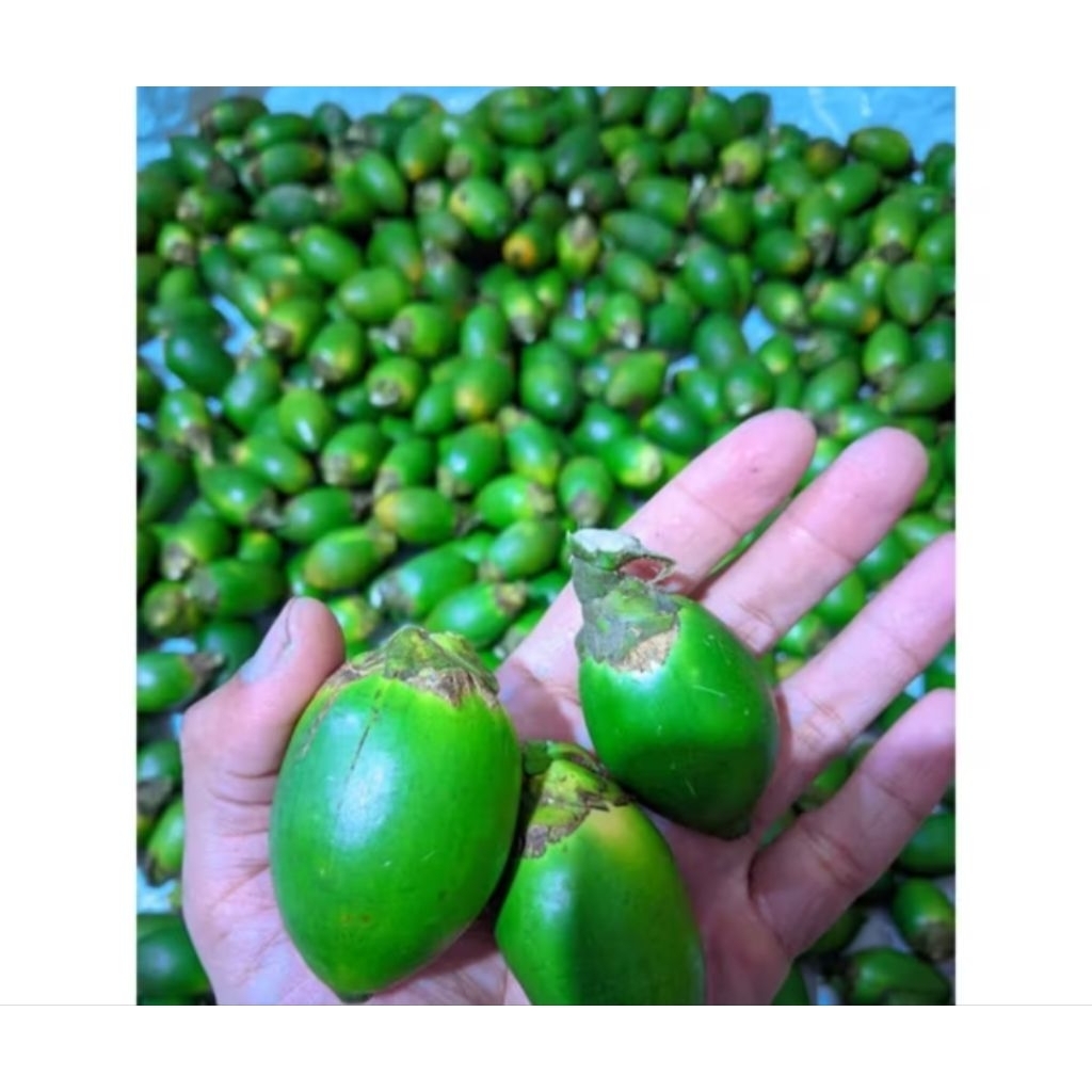 

buah pinang muda segar 1kg petik dadakan