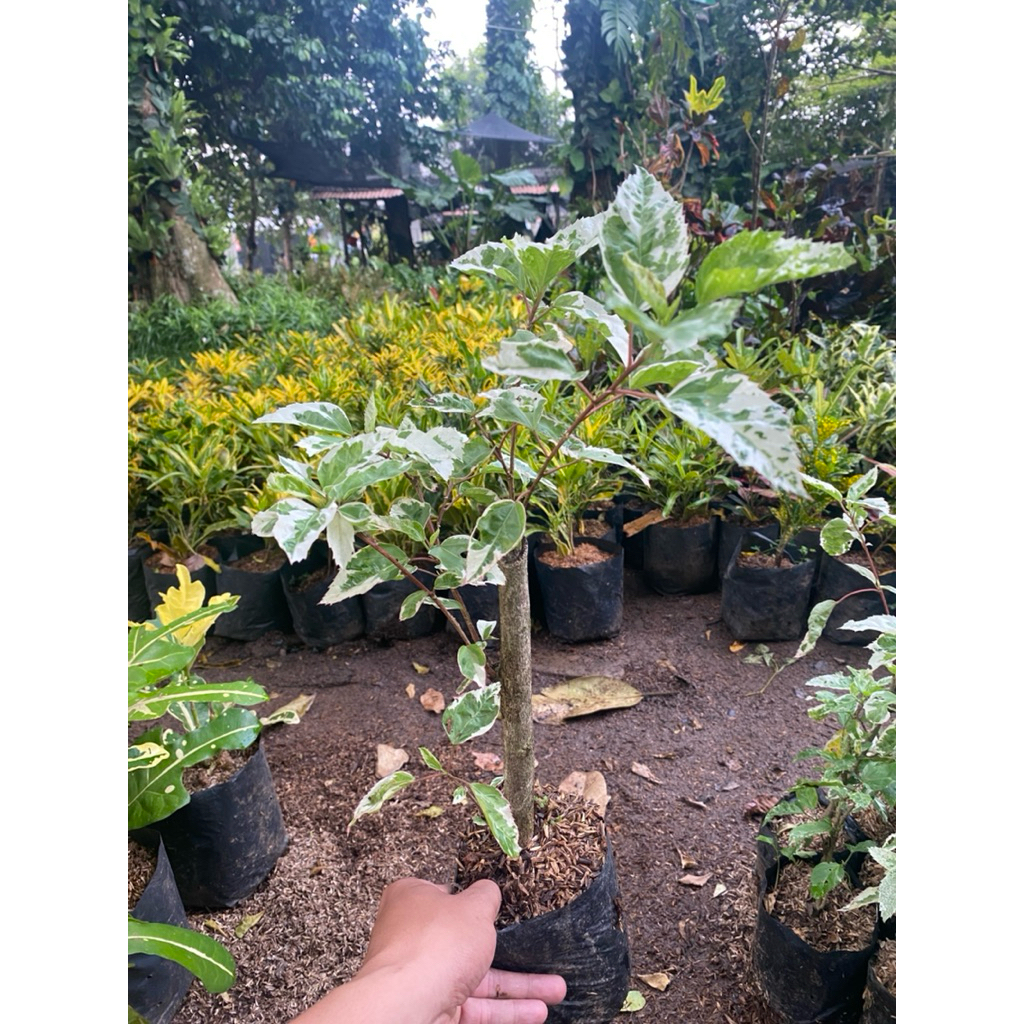 TANAMAN HIAS BUNGA SEPATU VARIEGATA