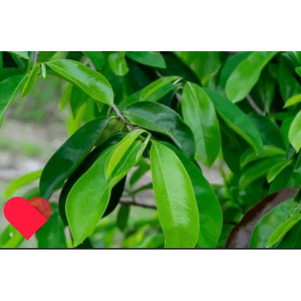 

daun sirsak segar 100lembar