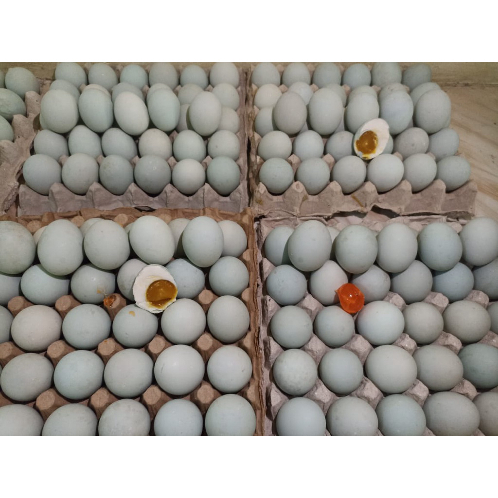 

TELUR ASIN WONG WEDOK