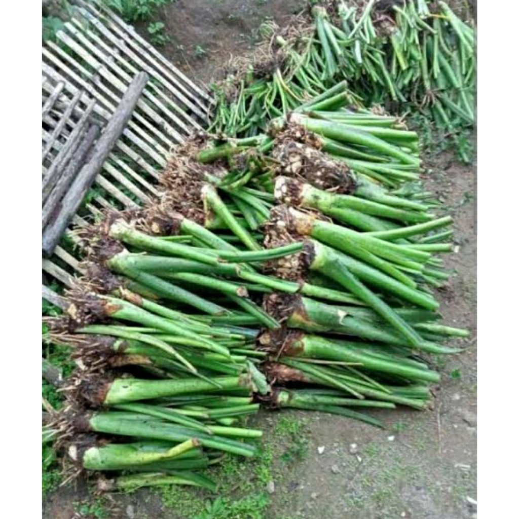 BIBIT TALAS HIJAU,TALAS MBOTE,TALAS BELITUNG