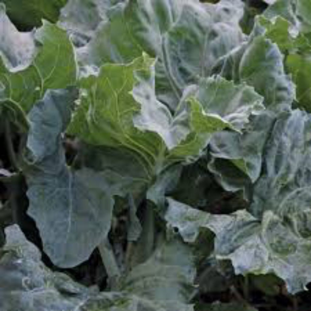 

Benih sayuran kailan (isi 500 butir)