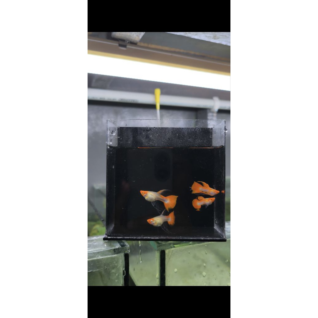 Aksesoris Aquarium Guppy WILD KOI SHORT RIBBON (Juve).