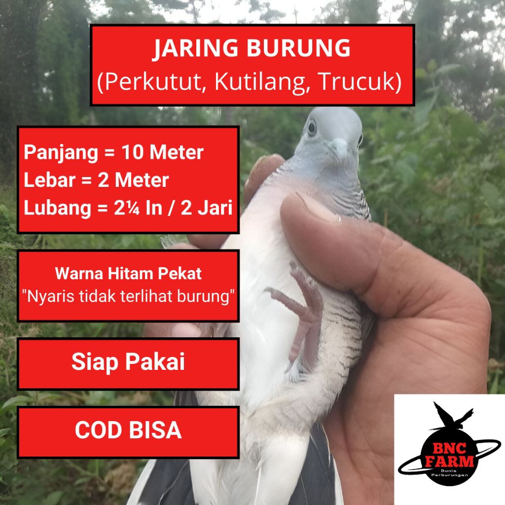 PIKAT BURUNG PERKUTUT PIKAT BURUNG SAWAH JEBAKAN BURUNG