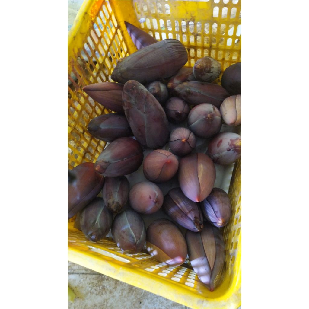 

jantung pisang kepok 1pcs