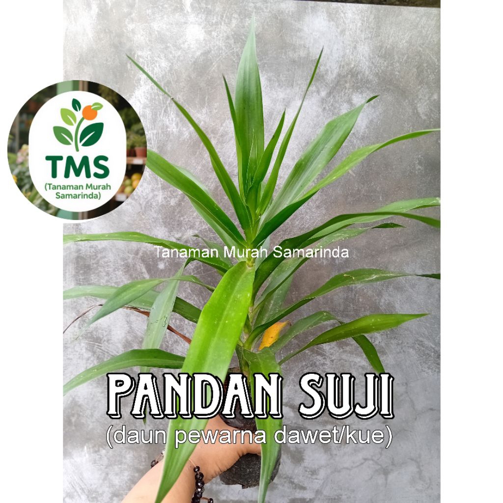 TMS~ Pandan Suji Herbal pewarna Dawet pewarna makanan alami
