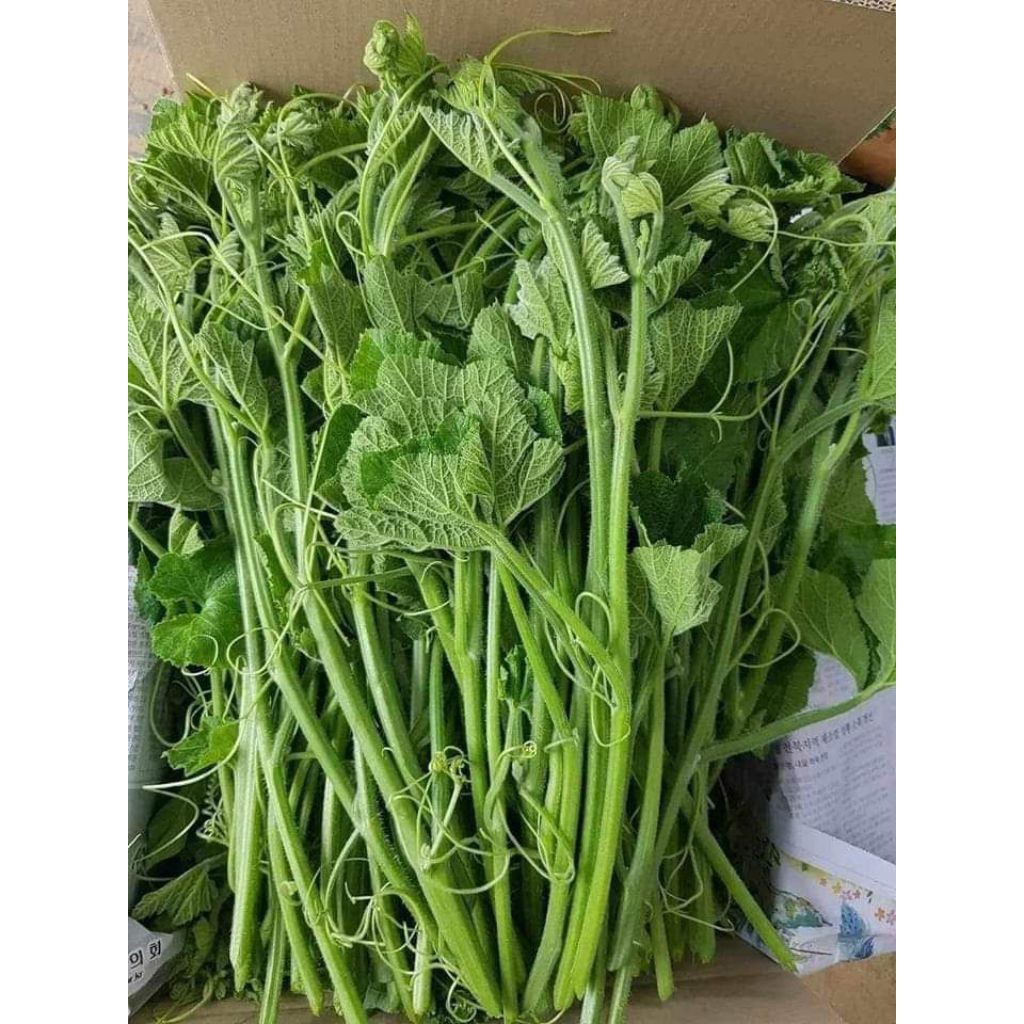 

Daun pucuk labu - 1 ikat