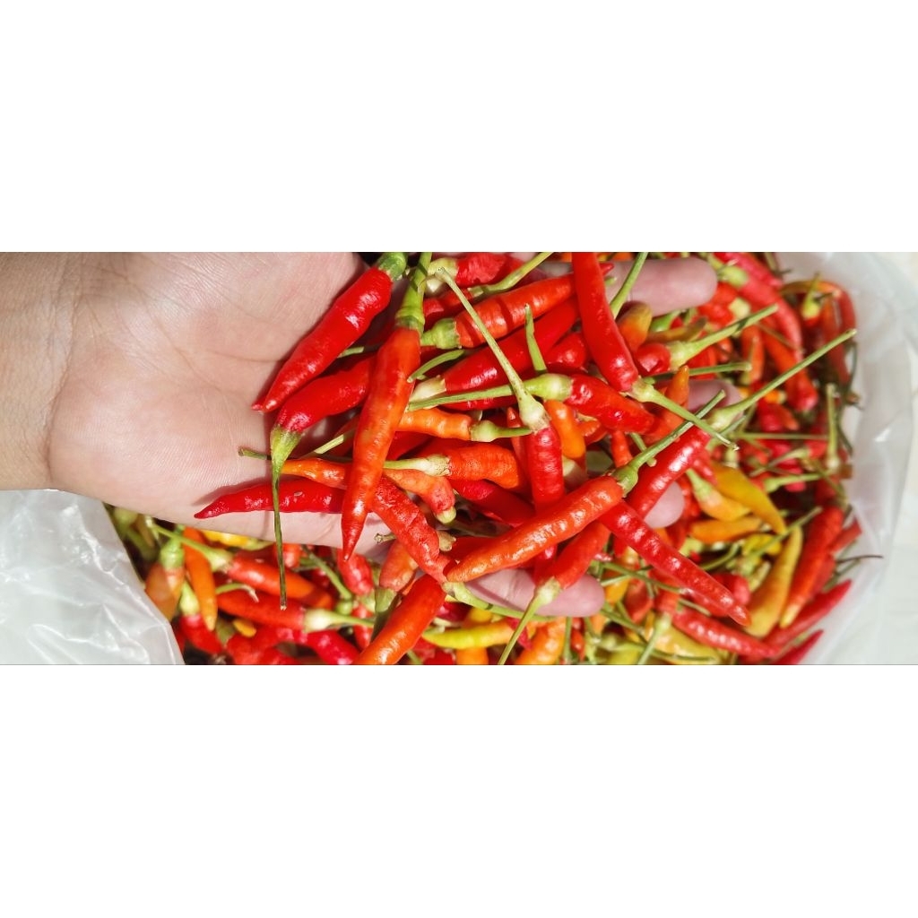 

cabe patalan fresh baru panen cabe rawit 1kg