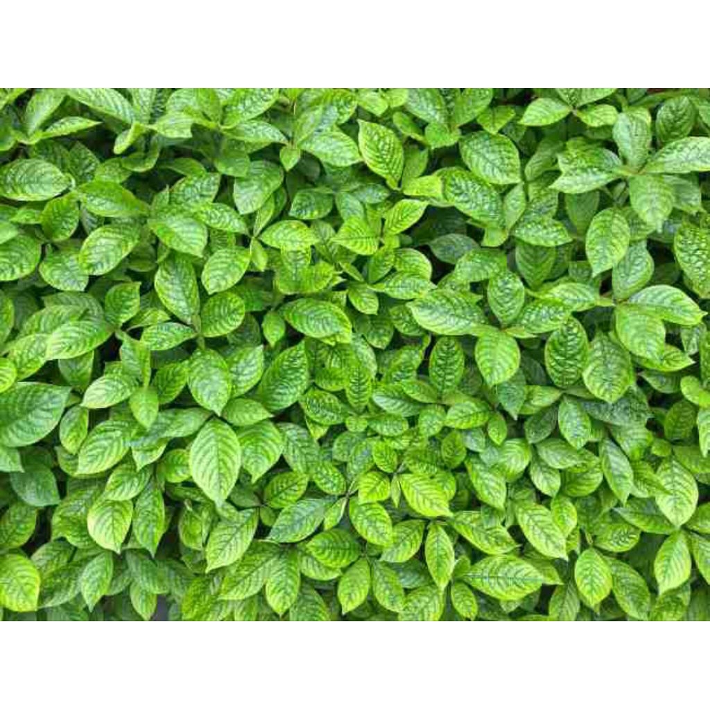 

Daun pecah beling per 250grm