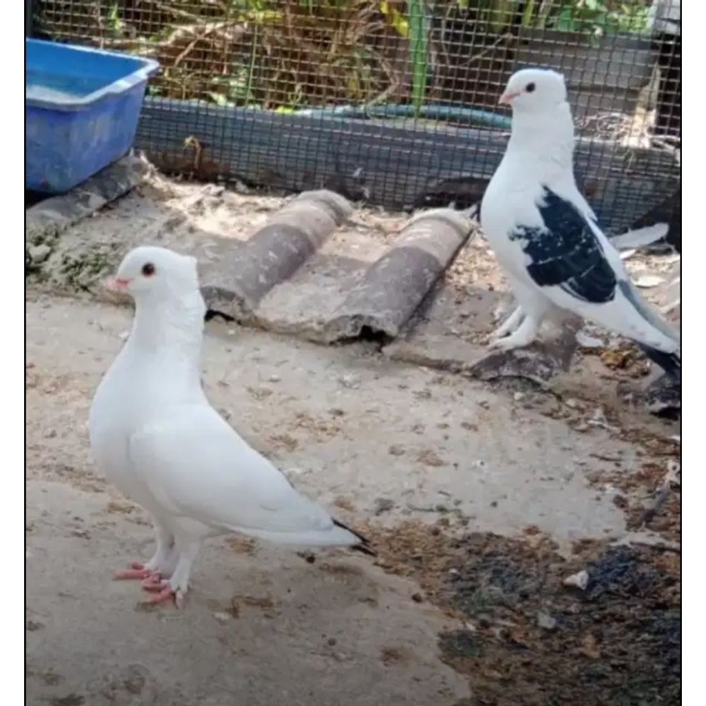 Burung Merpati Burung Dara Santinet 1 Pasang