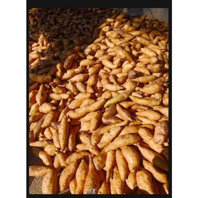 

Ubi Cilembu Asli – Ubi Madu Mini Manis Legit 1Kg