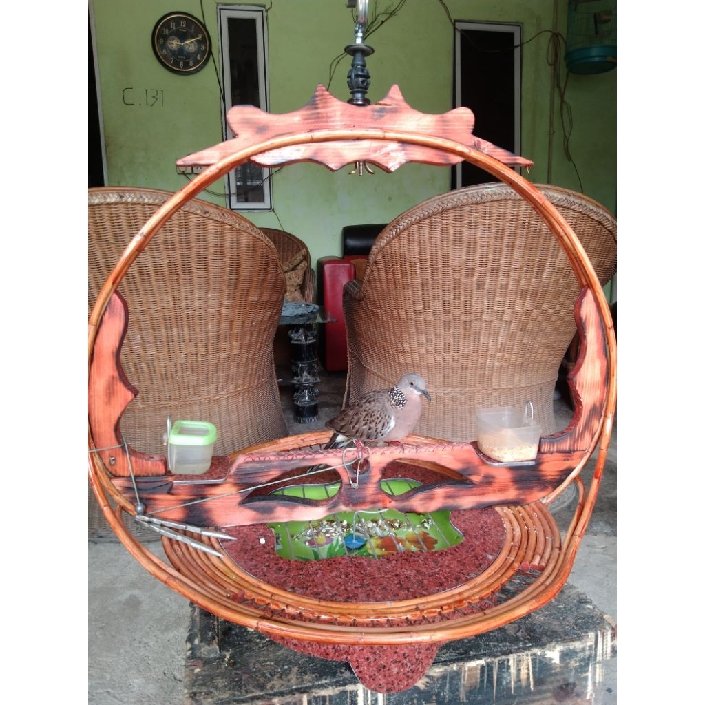 sangkar tekukur modifikasi