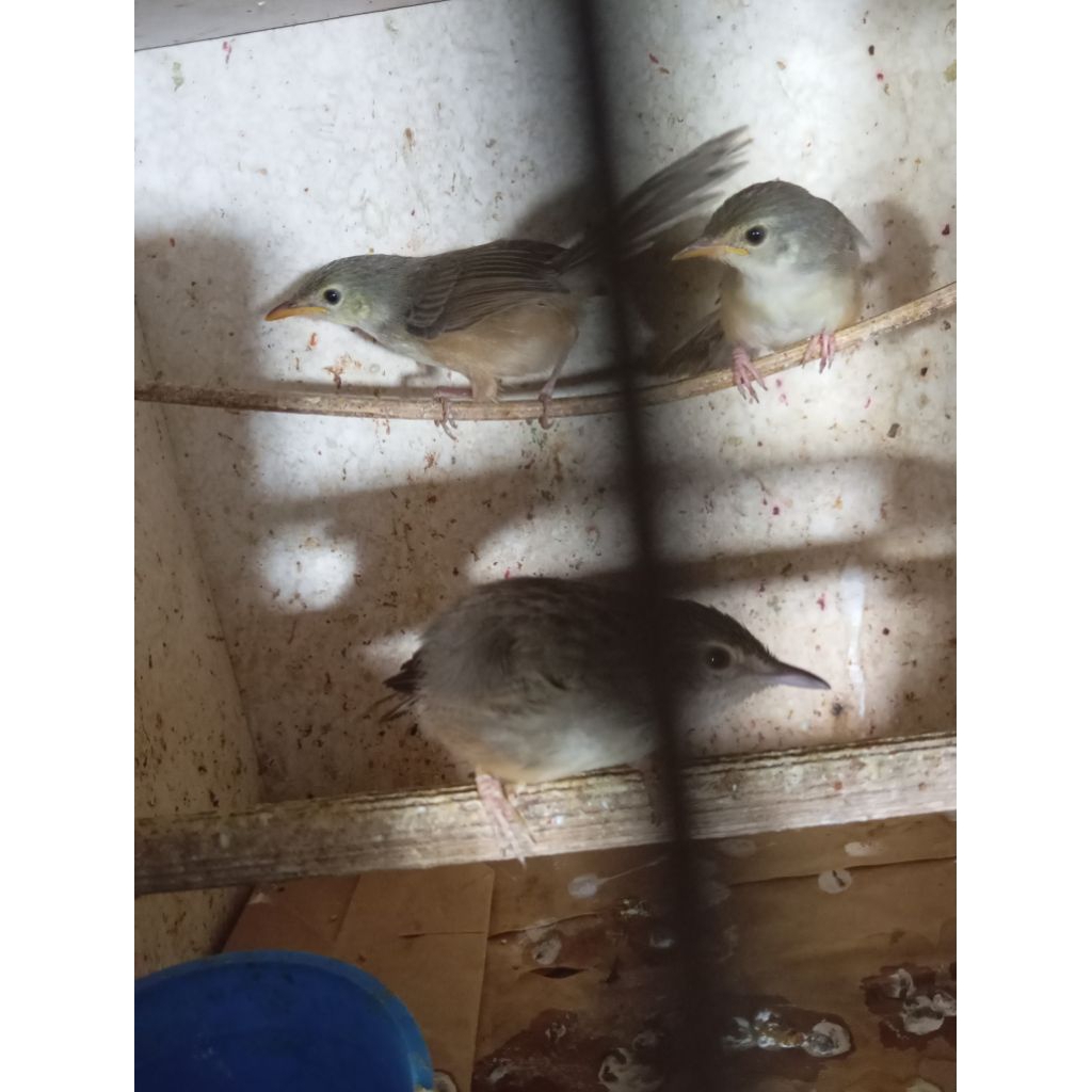 ciblek.gunung/cigun anankan mandiri.pulihan jantan